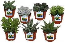 Алоэ микс - Aloe MIX D5 H15