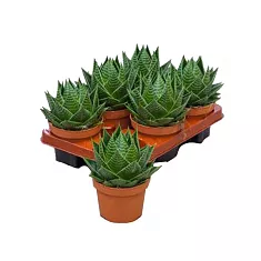 Алоэ Космо - Aloe Cocmo D5 H15