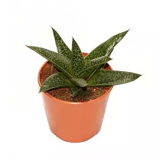 Алоэ пестрое - Aloe variegata Magic D5 H15