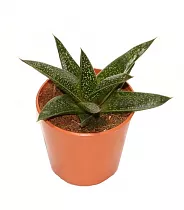 Алоэ пестрое - Aloe variegata Magic D5 H15