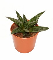 Алоэ пестрое - Aloe variegata Magic D5 H15
