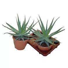 Алоэ древовидное - Aloe arborescens D5 H15