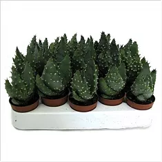 Алоэ колючее - Aloe aculeata D5 H15