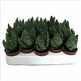 Алоэ колючее - Aloe aculeata D5 H15