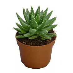 Алоэ коротколистное - Aloe brevifolia D14 H25
