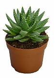 Алоэ коротколистное - Aloe brevifolia D14 H25