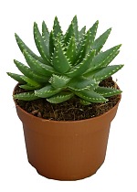 Алоэ коротколистное - Aloe brevifolia D14 H25