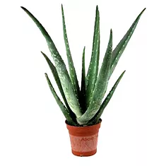 Алоэ вера - Aloe vera D17 H50