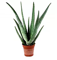 Алоэ вера - Aloe vera D17 H50