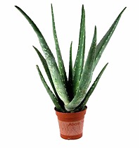 Алоэ вера - Aloe vera D17 H50
