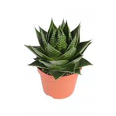 Алоэ Космо - Aloe Cocmo D12 H20