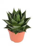 Алоэ Космо - Aloe Cocmo D12 H20