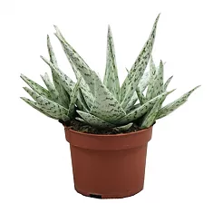 Алоэ раухи Сноуфлейк — Aloe rauhii Snowflake D14 H30