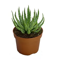 Алоэ приземистое (алоэ хумилис) - Aloe humilis D12 H20