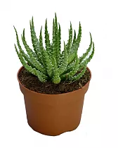 Алоэ приземистое (алоэ хумилис) - Aloe humilis D12 H20