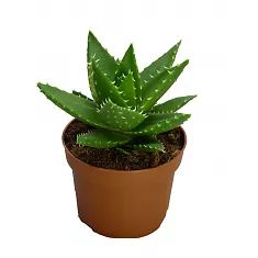 Алоэ митриформис - Aloe mitriformis D12 H15