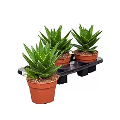 Алоэ митриформис - Aloe mitriformis D14 H25