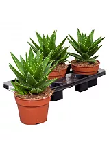 Алоэ митриформис - Aloe mitriformis D14 H25