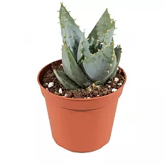 Алое Пеглерае - Peglerae Aloe D5 H15