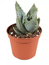 Алое Пеглерае - Peglerae Aloe D5 H15