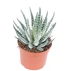 Алоэ приземистое (алоэ хумилис) - Aloe humilis D12 H25