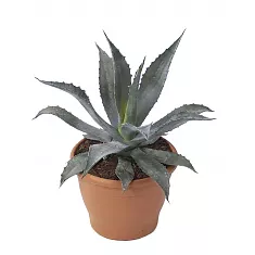 Алоэ - Aloe americana D12 H15