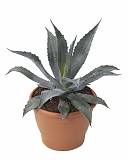 Алоэ - Aloe americana D12 H15