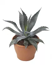 Алоэ - Aloe americana D12 H15