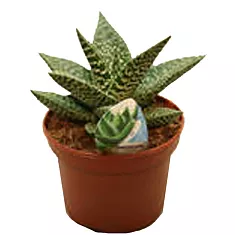 Алоэ - Aloe Aveo D12 H15