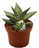 Алоэ - Aloe Aveo D12 H15