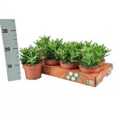 Алоэ оттопыренное - Aloe squarrosa D12 H20