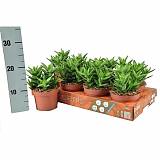 Алоэ оттопыренное - Aloe squarrosa D12 H20