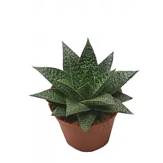 Алоэ Флоу - Aloe flow D5 H15