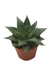 Алоэ Флоу - Aloe flow D5 H15