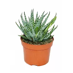 Алоэ приземистое (алоэ хумилис) - Aloe humilis D14 H25