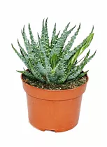 Алоэ приземистое (алоэ хумилис) - Aloe humilis D14 H25