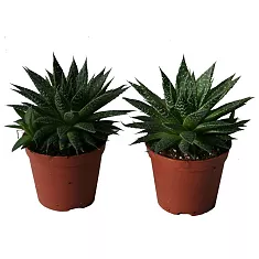 Алоэ остистое - Aloe Aristata D12 H25