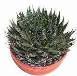 Алоэ остистое - Aloe Aristata D18 H30