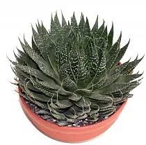 Алоэ остистое - Aloe Aristata D18 H30