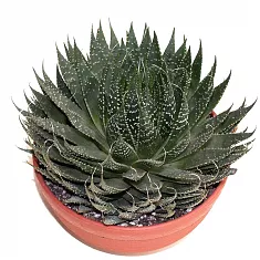Алоэ остистое - Aloe Aristata D18 H30