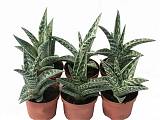 Алоэ пестрое - Aloe variegata D5 H15