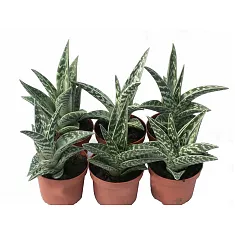 Алоэ пестрое - Aloe variegata D5 H15