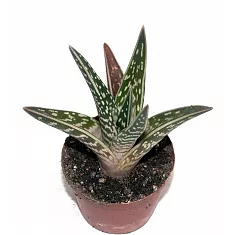 Алоэ пестрое - Aloe variegata D12 H20