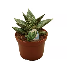 Алоэ - Aloe D14 H25