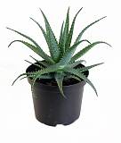 Алоэ древовидное - Aloe arborescens D12 H30