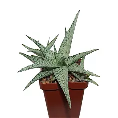 Алоэ раухи Сноуфлейк — Aloe rauhii Snowflake D12 H25