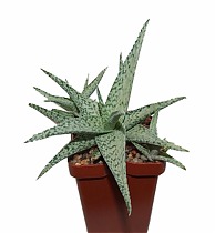 Алоэ раухи Сноуфлейк — Aloe rauhii Snowflake D12 H25