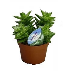 Алоэ оттопыренное - Aloe squarrosa D14 H25