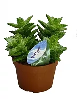 Алоэ оттопыренное - Aloe squarrosa D14 H25