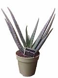 Алоэ вера - Aloe vera D15 H42